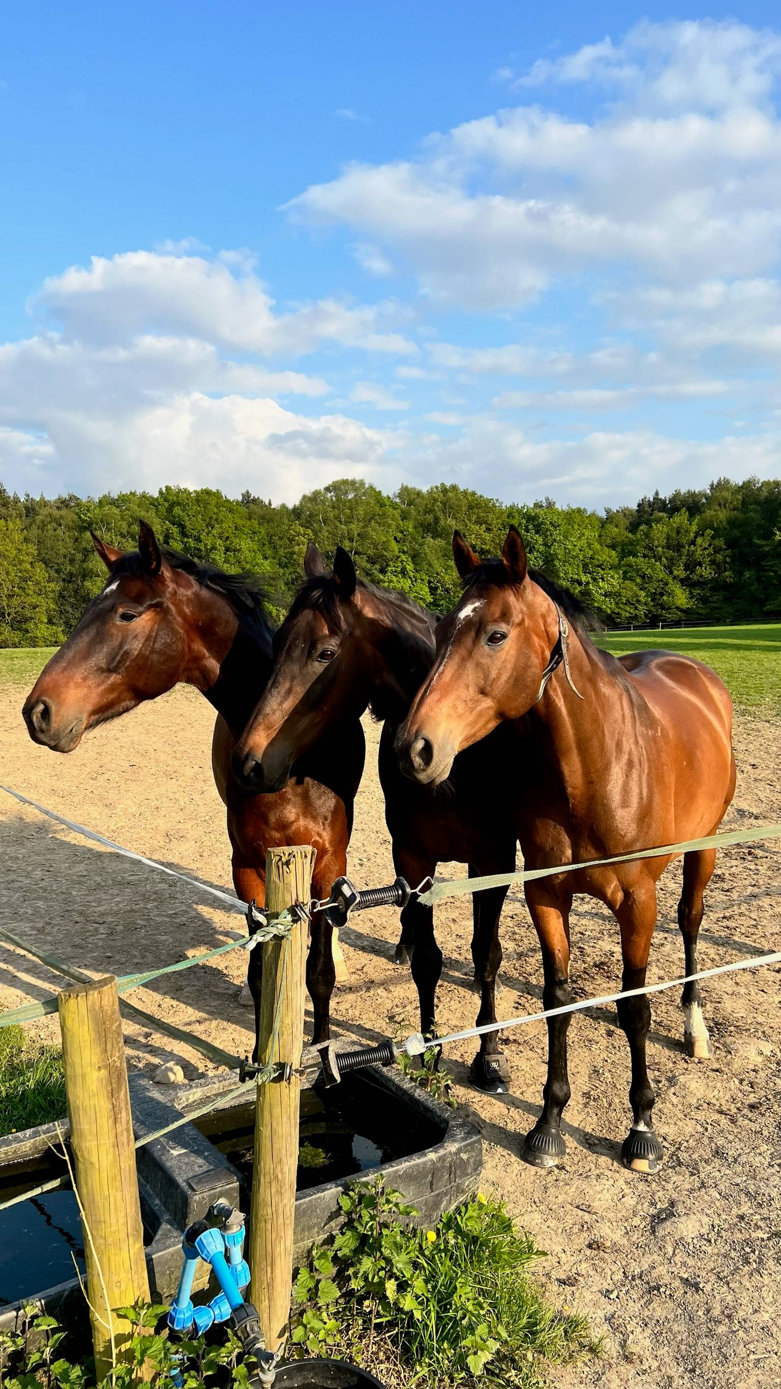 Three horses